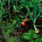 Почему стоит сажать укроп и чеснок рядом с клубникой: необычное, но полезное соседство 13 Почему стоит сажать укроп и чеснок рядом с клубникой: необычное, но полезное соседство