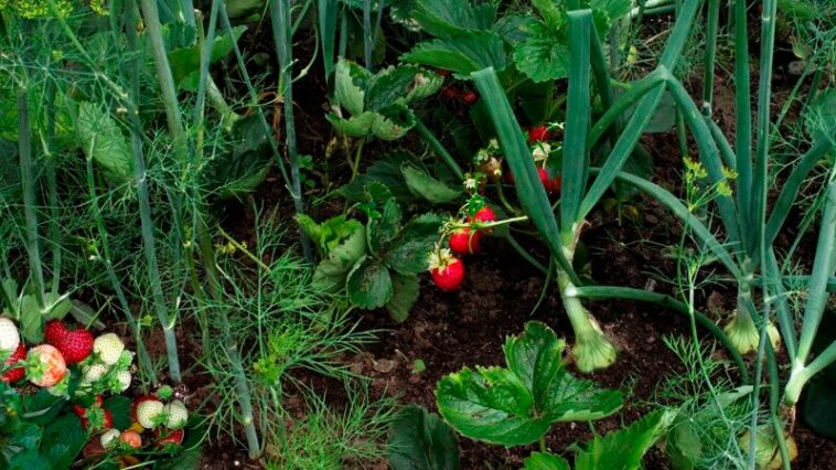 Почему стоит сажать укроп и чеснок рядом с клубникой: необычное, но полезное соседство