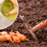 Как правильно замачивать лук перед посадкой для высокого урожая 15 Как правильно замачивать лук перед посадкой для высокого урожая