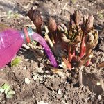 🌱 Подкормка пионов в конце апреля: как правильно приготовить раствор и поливать для пышного цветения 🌸 13 maxresdefault