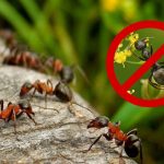 Эффективный способ борьбы с муравьями на огороде — навсегда прогоните незваных гостей 18 Эффективный способ борьбы с муравьями на огороде — навсегда прогоните незваных гостей