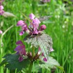 Пурпурная мёртвая крапива (Lamium purpureum): недооценённый суперфуд прямо у вас под ногами  14 Пурпурная мёртвая крапива (Lamium purpureum): недооценённый суперфуд прямо у вас под ногами