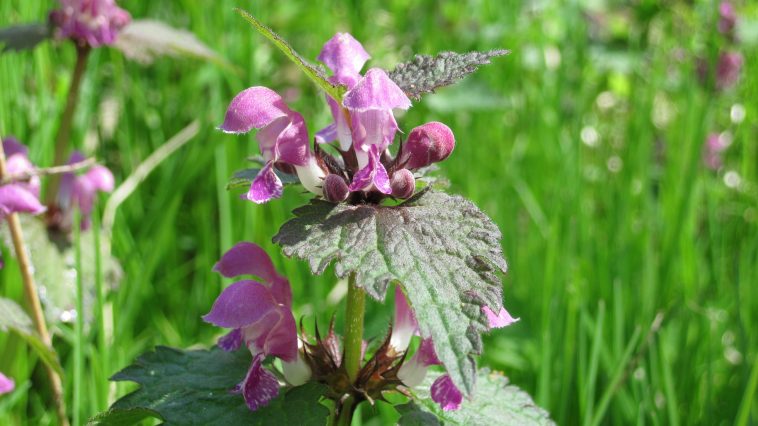 Пурпурная мёртвая крапива (Lamium purpureum): недооценённый суперфуд прямо у вас под ногами 