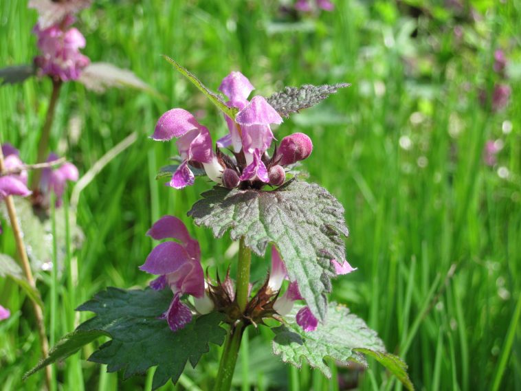 Пурпурная мёртвая крапива (Lamium purpureum): недооценённый суперфуд прямо у вас под ногами 