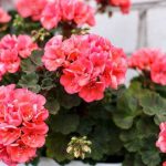 Герань оживает: два волшебных удобрения для восстановления и роста! 13 Герань оживает: два волшебных удобрения для восстановления и роста!