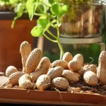 Как вырастить арахис дома: пошаговая инструкция 🥜 16 peanut seeds 1.webp 1
