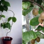Как вырастить киви дома: пошаговая инструкция для начинающих садоводов 12 Как вырастить киви дома: пошаговая инструкция для начинающих садоводов