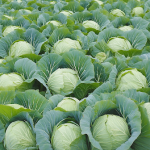 🌿 Натуральный раствор для защиты капусты от вредителей: эффективная альтернатива химии 13 prostyi rozchyn iakyi zberezhe kapustu 1