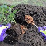 Одна ложка в лунку – и растения будут крепкими и здоровыми! 14 Одна ложка в лунку – и растения будут крепкими и здоровыми!