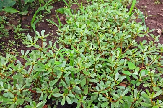 Портулак (Portulaca oleracea): суперфуд из огорода — польза, применение и где растет