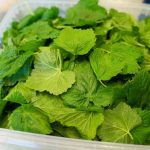 Почему я каждый год сушу листья смородины: природная аптека для всего организма