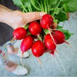 🥗 Как вырастить крупную редиску размером с яйцо: секреты богатого урожая и частые ошибки 13 1 24