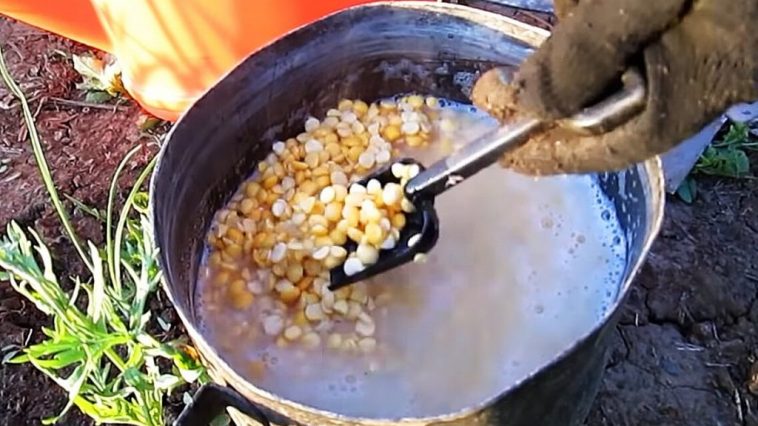 Простой и недорогой способ навсегда избавиться от медведки на огороде