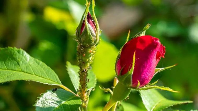 На заметку хозяйкам: йод с молоком — надёжное средство от тли на розах