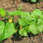 Когда цветут огурцы — иду в аптеку: время подкормки, которая удвоит урожай