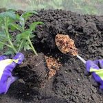 Одна ложка в лунку — и рассада пойдёт в рост: советы для удачной посадки 14 Одна ложка в лунку — и рассада пойдёт в рост: советы для удачной посадки