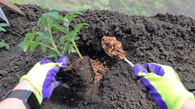 Одна ложка в лунку — и рассада пойдёт в рост: советы для удачной посадки