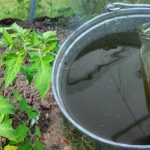 Эффективный раствор от пожелтения листьев томатов: проверенный способ