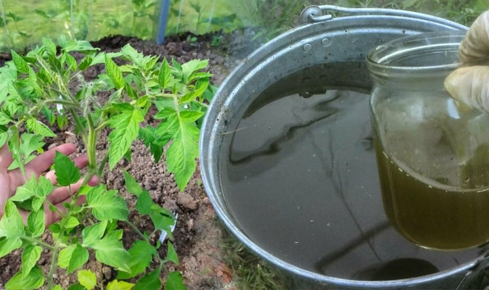 Эффективный раствор от пожелтения листьев томатов: проверенный способ