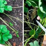 Зачем обрезать усы у цветущей клубники: дачные заблуждения и факты 13 Зачем обрезать усы у цветущей клубники: дачные заблуждения и факты