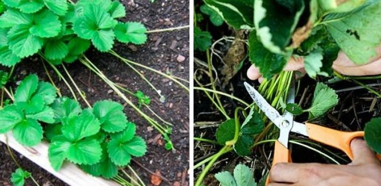 Зачем обрезать усы у цветущей клубники: дачные заблуждения и факты