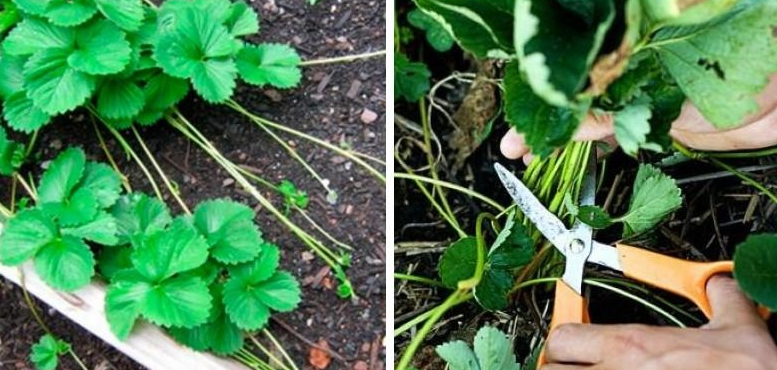 Зачем обрезать усы у цветущей клубники: дачные заблуждения и факты