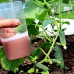 Как спасти огурцы от тли: три главных совета