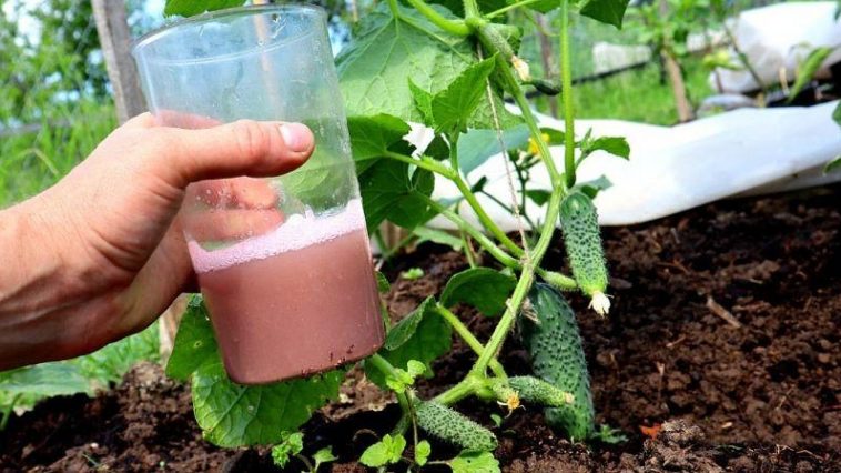 Как спасти огурцы от тли: три главных совета