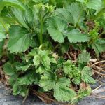 Как спасти урожай клубники от вредителей: способы борьбы с клубничным клещом и нематодой