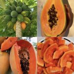 Папайя — тропічний суперфуд для здоров’я, краси та гарного самопочуття 14 Папайя — тропічний суперфуд для здоров’я, краси та гарного самопочуття