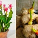 494722331 1227295492092622 7899965841439482026 n e1746470567231