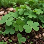 Четырёхлистный клевер среди клевера: символ удачи и природного чуда 🍀 20 495371627 1005996478327546 1474458013222622708 n