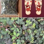 Целебные преимущества мимозы пудики: применение и лечебная ценность 14 Целебные преимущества мимозы пудики: применение и лечебная ценность