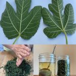 Π§Π°ΠΉ ΠΈΠ· Π»ΠΈΡΡΡΠ΅Π² ΠΈΠ½ΠΆΠΈΡΠ°: ΠΏΠΎΠ»ΡΠ·Π° Π΄Π»Ρ Π·Π΄ΠΎΡΠΎΠ²ΡΡ, ΡΠΏΠΎΡΠΎΠ±Ρ ΠΏΡΠΈΠΌΠ΅Π½Π΅Π½ΠΈΡ ΠΈ Π²ΠΎΠ·ΠΌΠΎΠΆΠ½ΡΠ΅ ΡΠΈΡΠΊΠΈ 🍃 17 497402223 1105929901570398 2542335542137740725 n