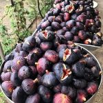 🌿 Инжир: библейская ягода долголетия и плодородия 13 497512786 1080192797472067 794640667489630217 n