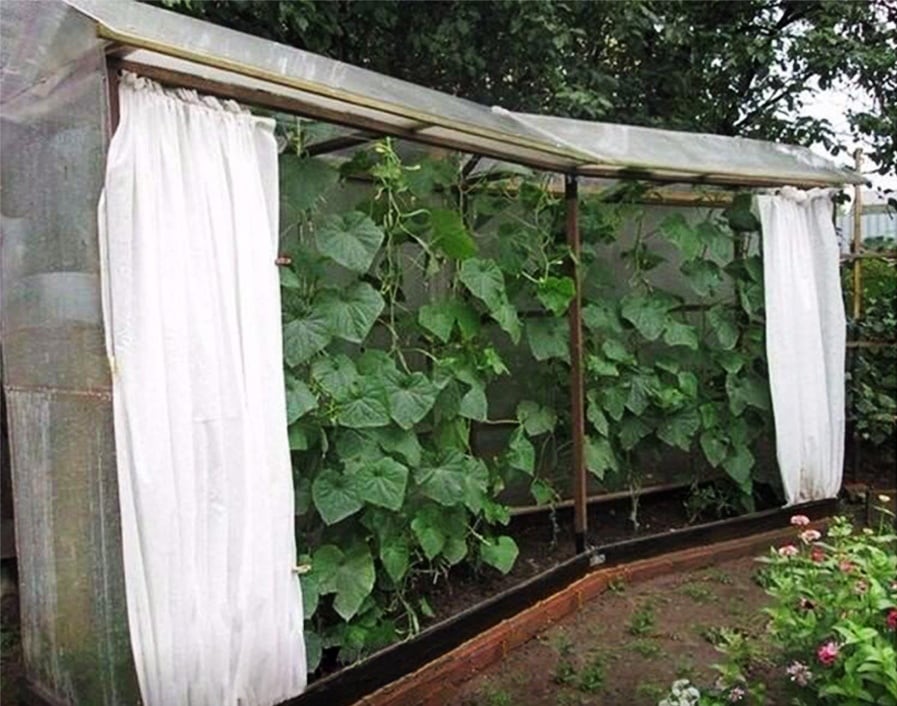 🥒 Парник для огурцов: гениальные идеи, которые приближают урожай
