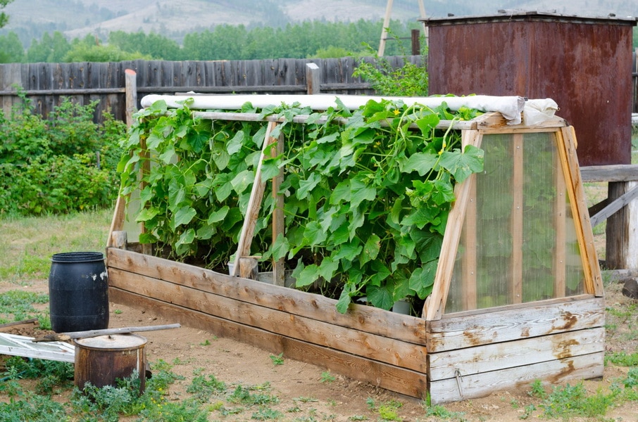 🥒 Парник для огурцов: гениальные идеи, которые приближают урожай
