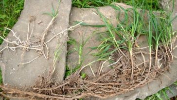 Как избавиться от пырея на участке: 5 действенных способов