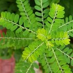 ΠΠΈΡΡΡΡ ΠΊΠ°ΠΌΠ΅Π½Π΅Π»ΠΎΠΌΠ°: ΠΠ°ΡΡΡΠ°Π»ΡΠ½Π°Ρ ΠΏΠΎΠ΄Π΄Π΅ΡΠΆΠΊΠ° Π·Π΄ΠΎΡΠΎΠ²ΡΡ ΠΏΠΎΡΠ΅ΠΊ, ΠΏΠ΅ΡΠ΅Π½ΠΈ ΠΈ ΠΈΠΌΠΌΡΠ½ΠΈΡΠ΅ΡΠ° 12 ΠΠΈΡΡΡΡ ΠΊΠ°ΠΌΠ΅Π½Π΅Π»ΠΎΠΌΠ°: ΠΠ°ΡΡΡΠ°Π»ΡΠ½Π°Ρ ΠΏΠΎΠ΄Π΄Π΅ΡΠΆΠΊΠ° Π·Π΄ΠΎΡΠΎΠ²ΡΡ ΠΏΠΎΡΠ΅ΠΊ, ΠΏΠ΅ΡΠ΅Π½ΠΈ ΠΈ ΠΈΠΌΠΌΡΠ½ΠΈΡΠ΅ΡΠ°