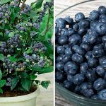 Как выращивать чернику дома: пошаговая инструкция