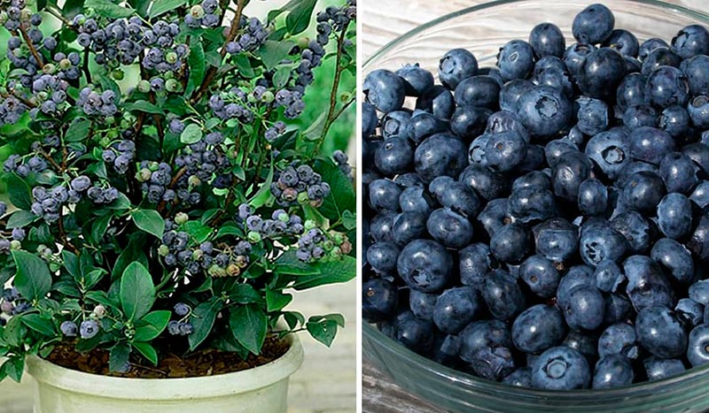 Как выращивать чернику дома: пошаговая инструкция