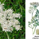 Кружева королевы Анны — дикая морковь: дикорастущее сокровище с лечебными свойствами и рецептами применения