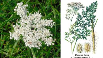 Кружева королевы Анны — дикая морковь: дикорастущее сокровище с лечебными свойствами и рецептами применения