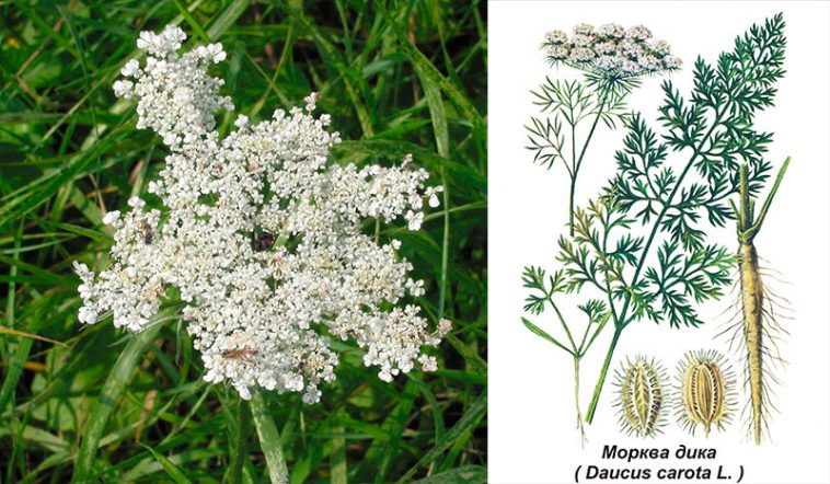 Кружева королевы Анны — дикая морковь: дикорастущее сокровище с лечебными свойствами и рецептами применения