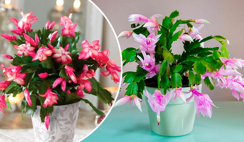 5 бюджетных подкормок, благодаря которым декабрист цветёт невероятно обильно