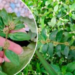 Эуфорбия хирта (Euphorbia Hirta): 30 полезных свойств и безопасное применение в условиях Украины