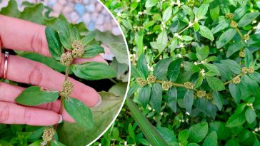Эуфорбия хирта (Euphorbia Hirta): 30 полезных свойств и безопасное применение в условиях Украины