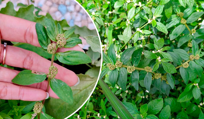 Эуфорбия хирта (Euphorbia Hirta): 30 полезных свойств и безопасное применение в условиях Украины