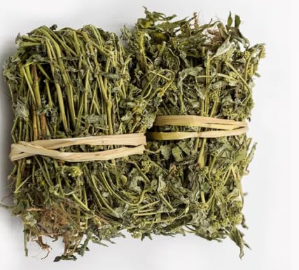 Эуфорбия хирта (Euphorbia Hirta): 30 полезных свойств и безопасное применение в условиях Украины