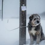 Gemini Generated Image ioj8whioj8whioj8 e1748159540242